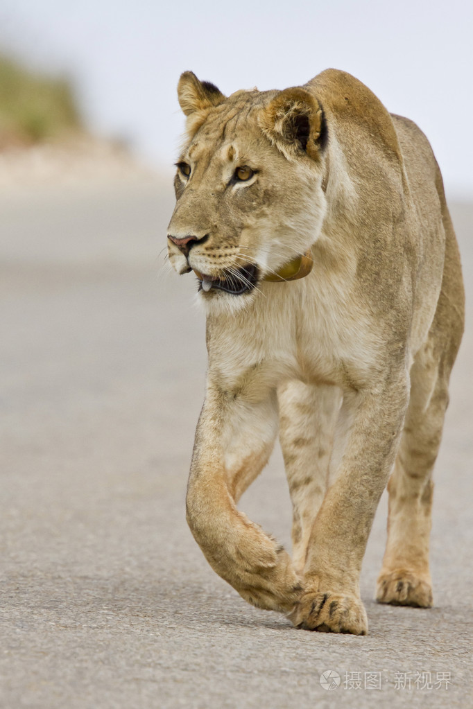 母狮在路上