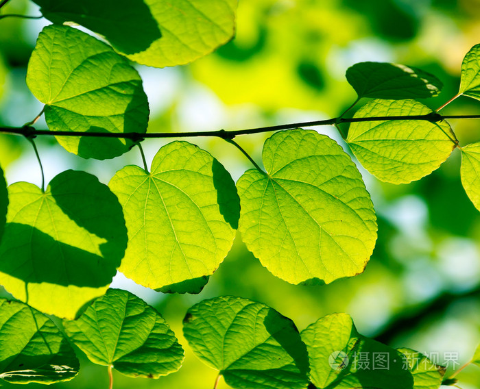 绿色的树叶在阳光下