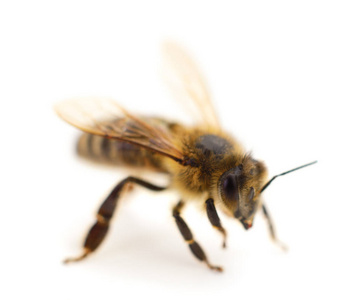 关闭在白色背景下被隔离的蜜蜂的镜头