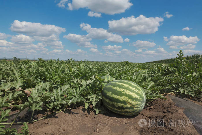 有机西瓜水果厂在田野上, 美丽的天空, 初夏