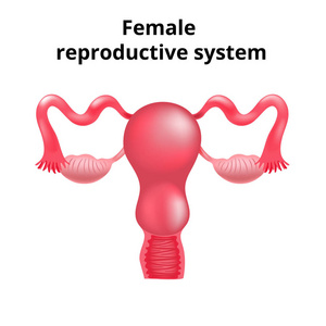 女性生殖系统的例证。人体解剖学