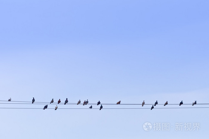 在电源线上的鸽群