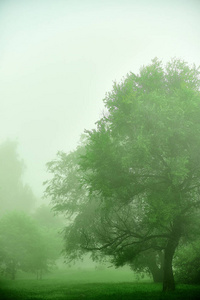雾中绿树