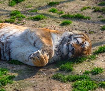休息的西伯利亚虎