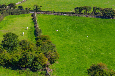 马和羊在 Ballyvaughan, 克莱尔, 爱尔兰的农场