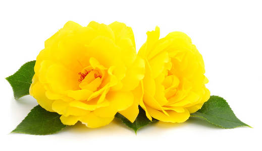 黄色美丽的玫瑰被隔离在白色背景上