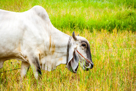 泰国喂养绿草的奶牛的脸