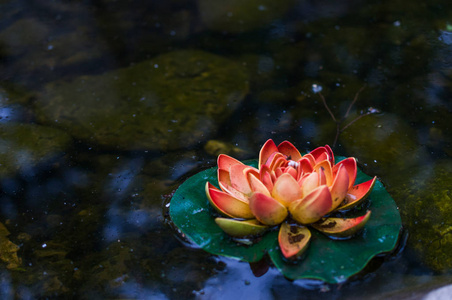 水百合花在沼泽里