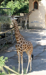 两只长颈鹿长脖子虽然他们吃在动物园