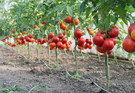 成熟的西红柿，在花园里准备好收获