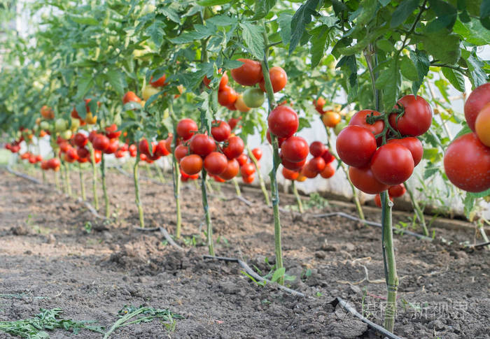 成熟的西红柿,在花园里准备好收获