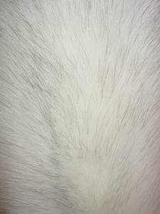 白狐狸毛皮图片