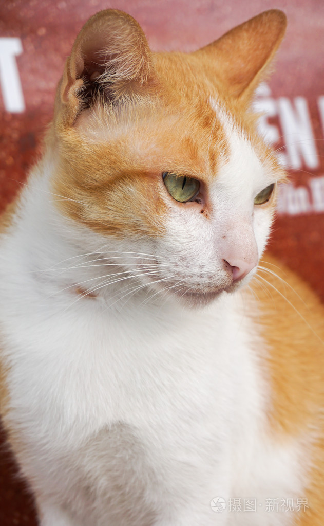 棕色的猫的肖像