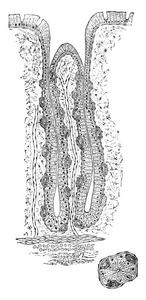 本插图代表消化性胃腺, 复古线画或雕刻插图