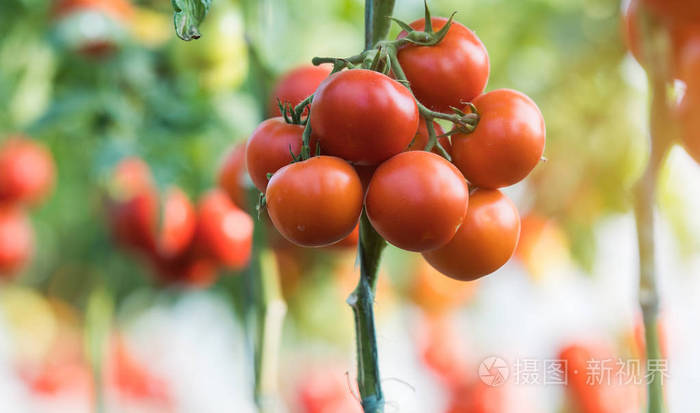 在花园里准备收获成熟有机西红柿