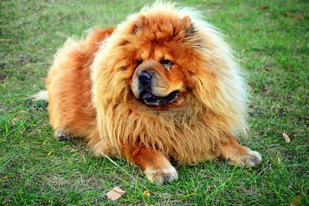 生活在欧洲城市的棕色松狮犬狗