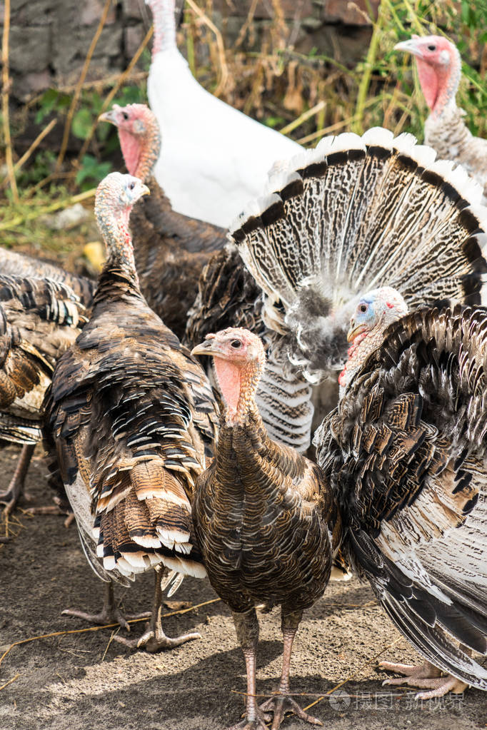 家庭农场火鸡照片