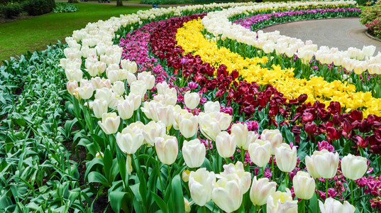 七彩花朵的花园图片