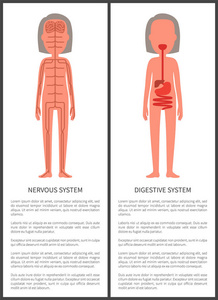 神经系统和消化系统妇女的解剖学