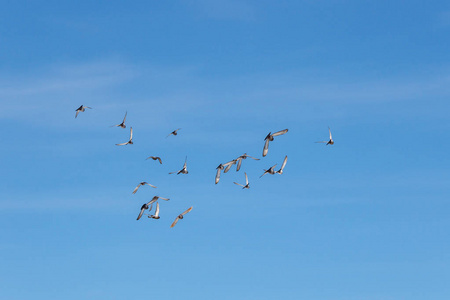 对着天空的鸽子一群飞鸽对着蓝天照片