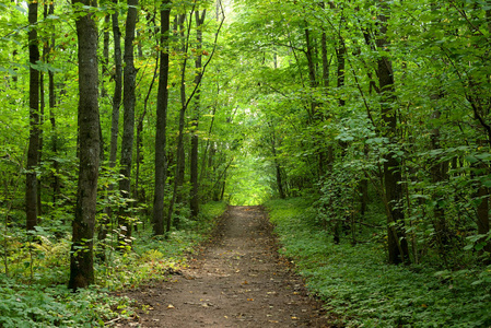 俄罗斯 Duderhof 高地夏季落叶林道路