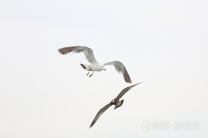 大 4169*2779px无水印下载免费10次/天下载小样发票合同问题/举报海鸟
