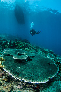 硬板珊瑚鹿角雅辛托斯在哥伦，印度尼西亚水下照片
