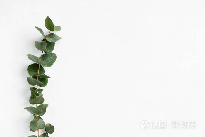 绿桉树树枝白色背景自然