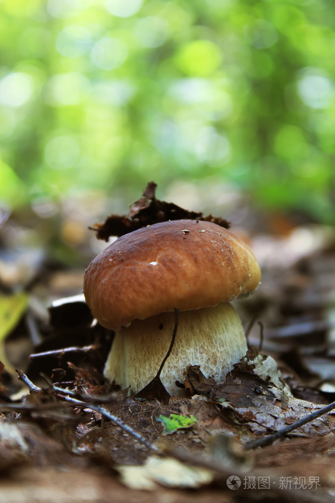 可食用的蘑菇 cep