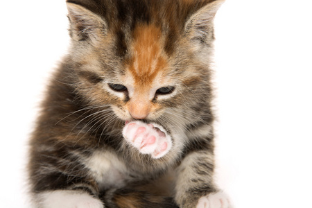可爱的小猫，清洁它的爪子