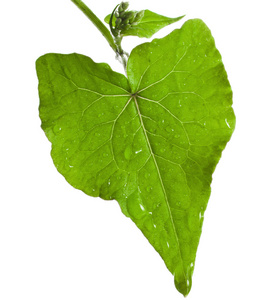 一个单一新鲜叶的孤立在白色背景上的荞麦植物形状心照片