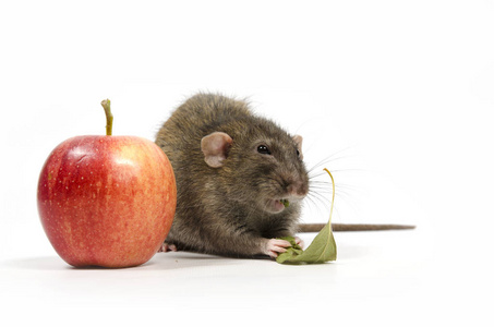 白色背景下的老鼠和红苹果