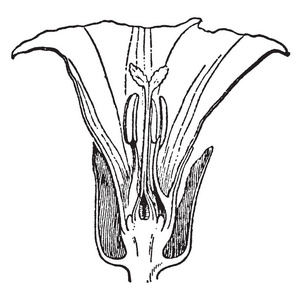 牡丹根皮图片-牡丹根皮素材-牡丹根皮插画-摄图新视界