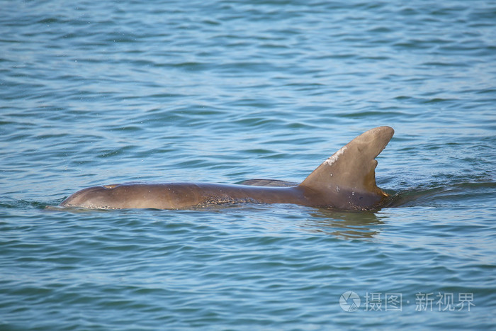 常见的宽吻海豚显示背鳍