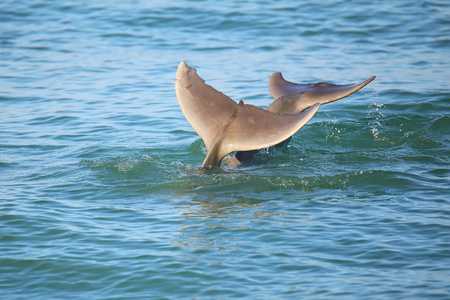 潜水常见的宽吻海豚的尾巴图片