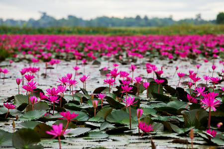 海的红莲花，红莲花泰国沼泽红海莲花