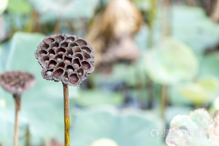 莲花