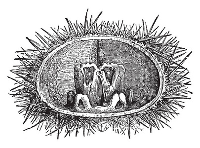 咀嚼是通过牙齿粉碎和研磨食物的过程。Echinus Lividus 俗称紫海胆。发现在地中海和东大西洋, 复古线画或雕刻插图