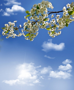 蓝色的天空和云对樱花的分支