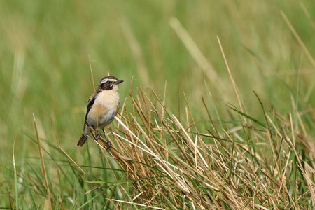 欧洲圣索奇特Saxicola Rubicola