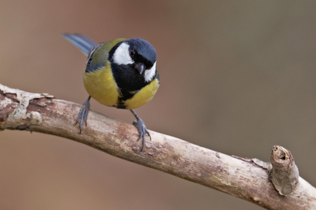 大山雀，parus 主要