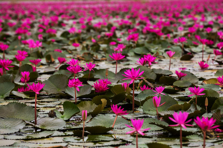 海的红莲花,红莲花泰国沼泽红海莲花照片