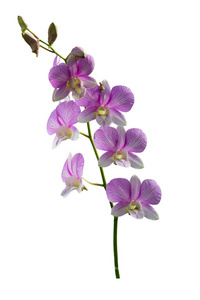 石斛兰花紫