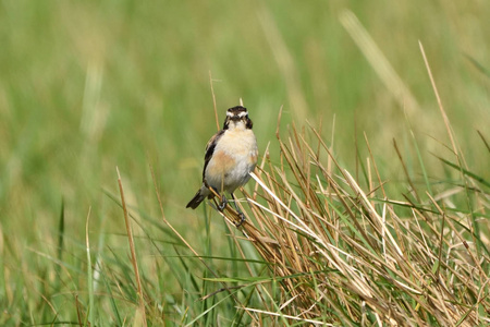 欧洲圣索奇特Saxicola Rubicola