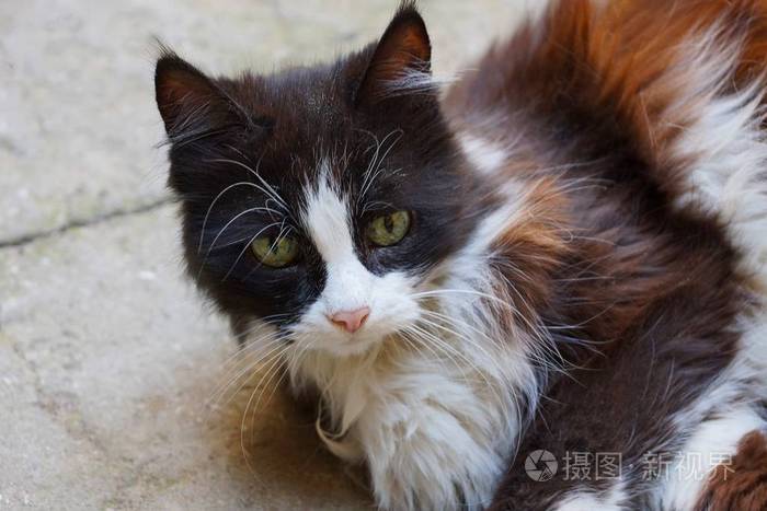 流浪一只斑点猫躺在人行道上的街道上