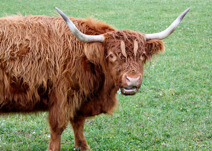 苏格兰运动协会牛的肖像图片