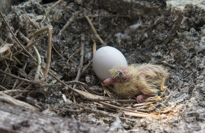新出生的斑鸠