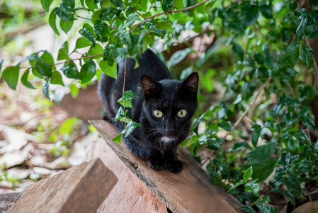 树林中的黑猫