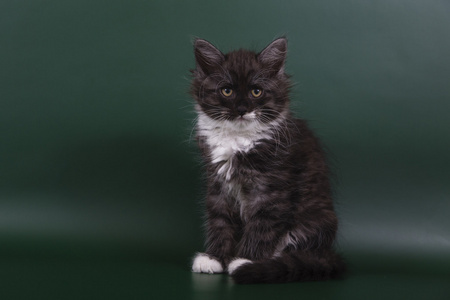 小西伯利亚小猫的绿色翡翠背景