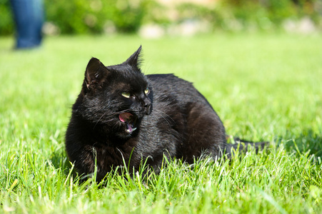 schwarze Katze auf grnem Gras